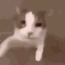 Surprise Gift